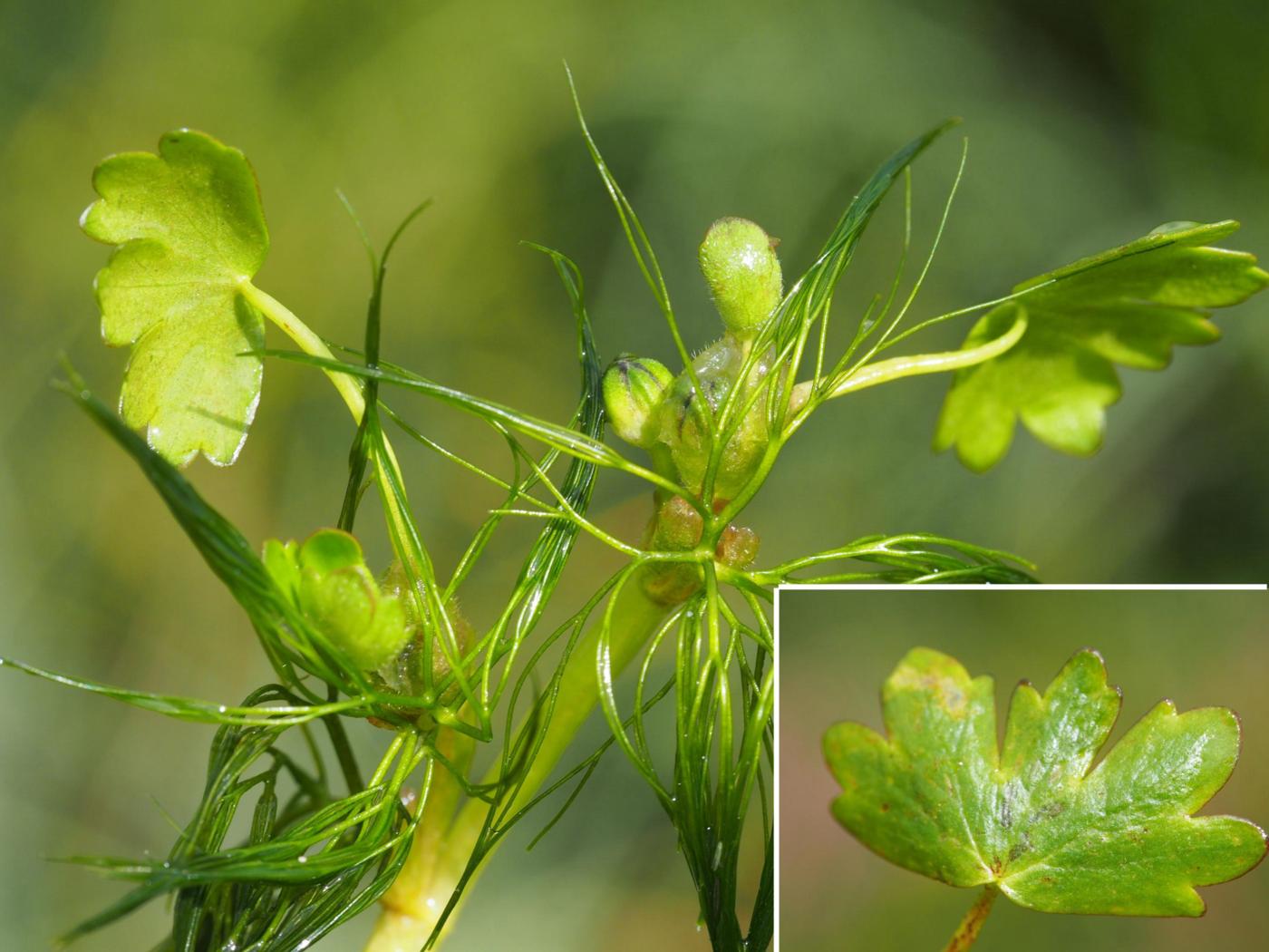 Crowfoot, Pond leaf